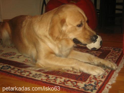 karamel Dişi Golden Retriever