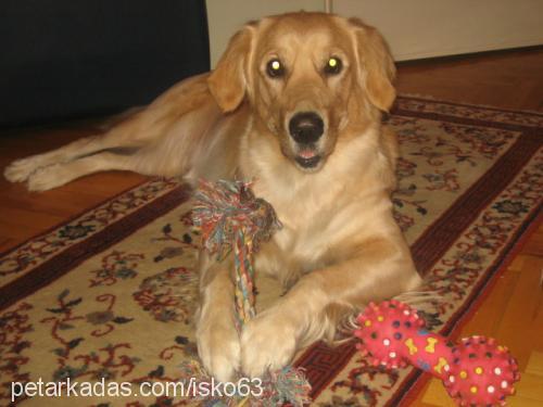 karamel Dişi Golden Retriever