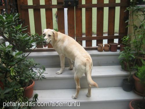 kızım Dişi Labrador Retriever