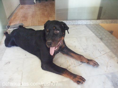 RUSH Dişi Rottweiler