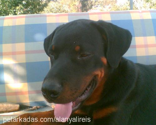 Reİs Erkek Rottweiler