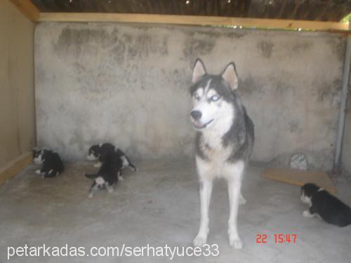 angel Dişi Sibirya Kurdu (Husky)