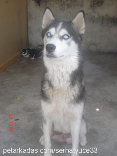 angel Dişi Sibirya Kurdu (Husky)