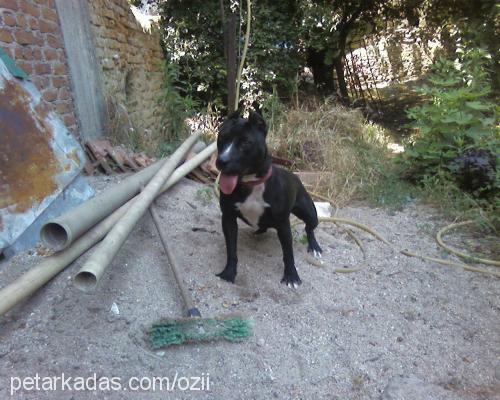 pİt Dişi Staffordshire Bull Terrier