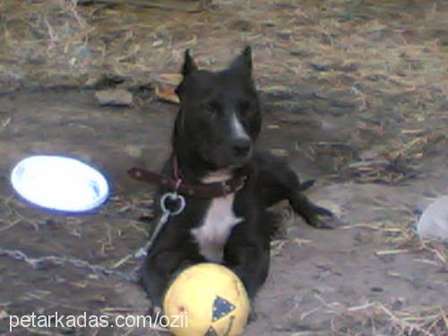 pİt Dişi Staffordshire Bull Terrier