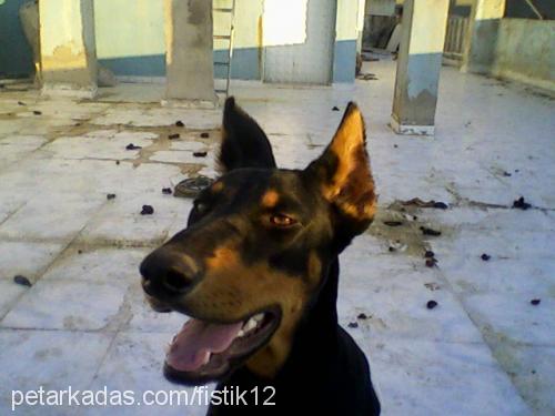 fıstık Dişi Doberman Pinscher