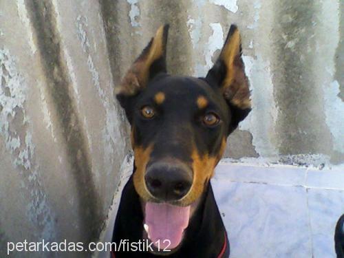 fıstık Dişi Doberman Pinscher