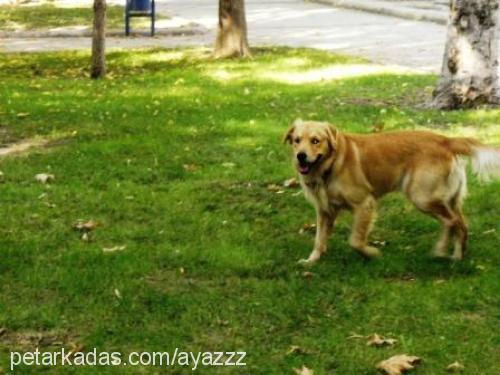 Ayaz Erkek Golden Retriever