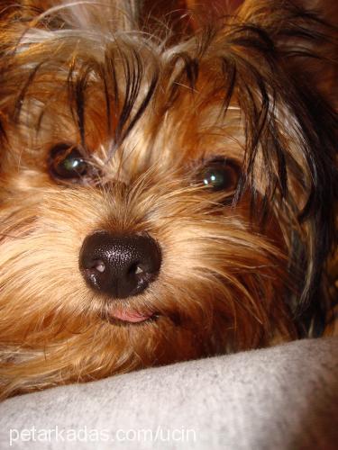 coffee Erkek Yorkshire Terrier