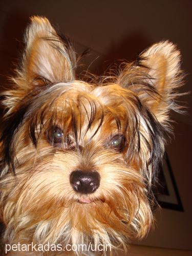 coffee Erkek Yorkshire Terrier