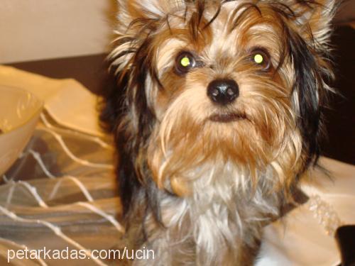 coffee Erkek Yorkshire Terrier