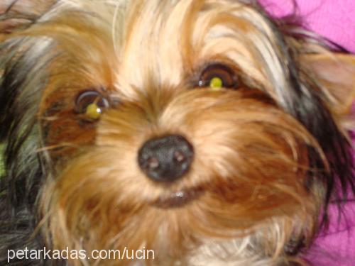 coffee Erkek Yorkshire Terrier