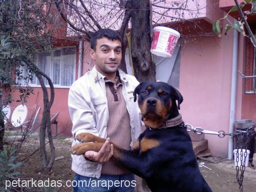 barut ve diğerl Erkek Rottweiler