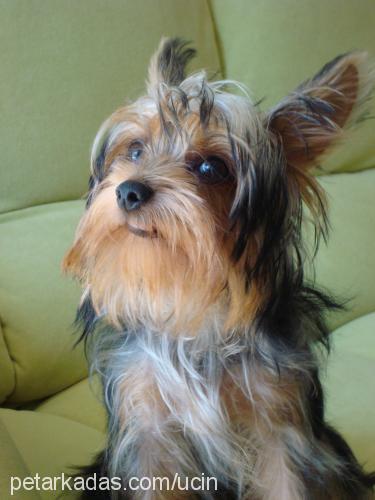 coffee Erkek Yorkshire Terrier