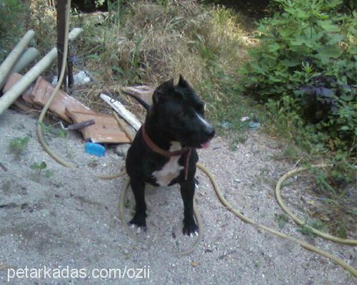 pİt Dişi Staffordshire Bull Terrier