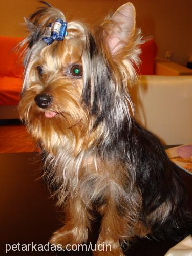 coffee Erkek Yorkshire Terrier