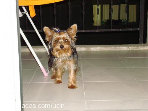 coffee Erkek Yorkshire Terrier