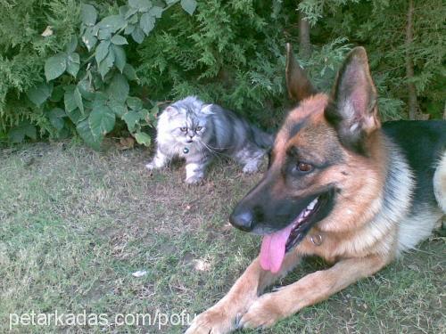 coffee Dişi Alman Çoban Köpeği