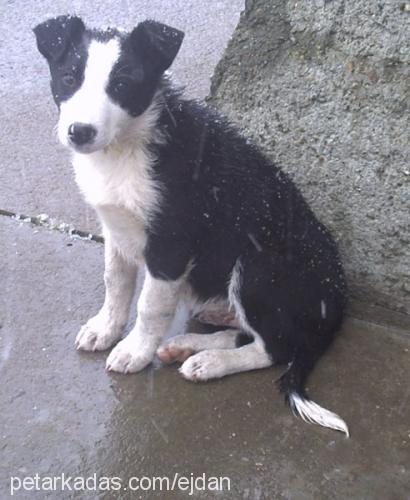 borko Erkek Border Collie