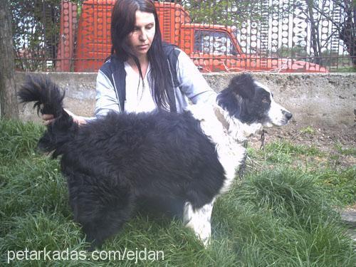 borko Erkek Border Collie