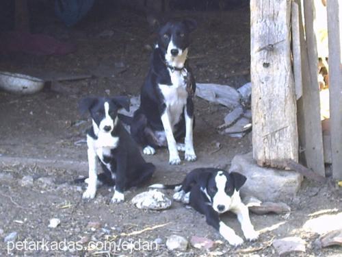 borko Erkek Border Collie