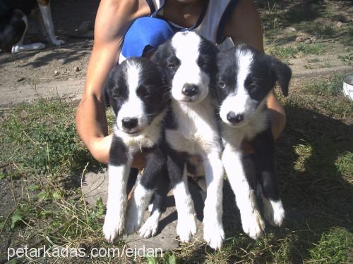 borko Erkek Border Collie