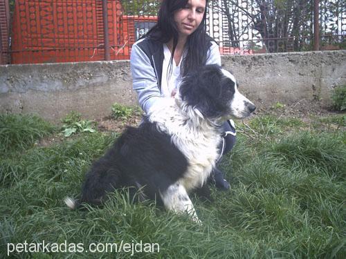 borko Erkek Border Collie