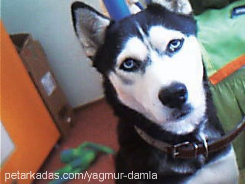 helen Dişi Sibirya Kurdu (Husky)