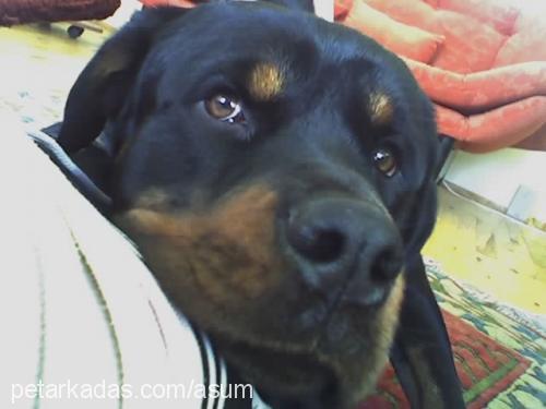 ba.rut Erkek Rottweiler