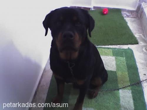 ba.rut Erkek Rottweiler