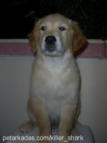 TOPRAK Dişi Golden Retriever