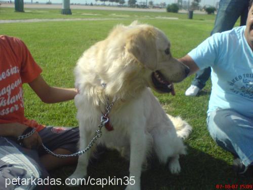 aşil Erkek Golden Retriever