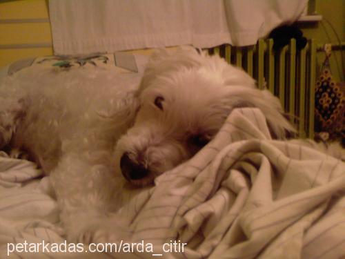 Çıtır Dişi West Highland White Terrier