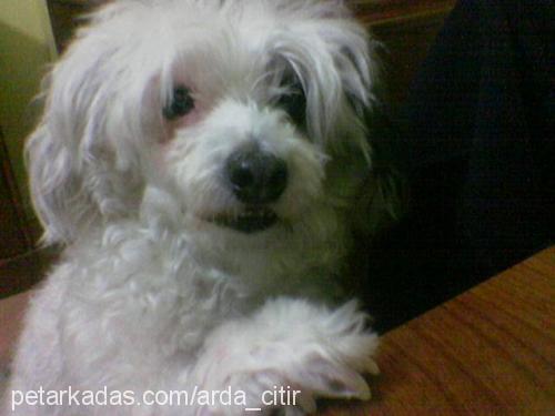 Çıtır Dişi West Highland White Terrier