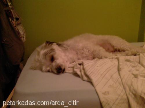 Çıtır Dişi West Highland White Terrier