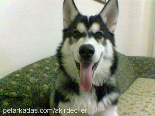 haşmet Erkek Sibirya Kurdu (Husky)