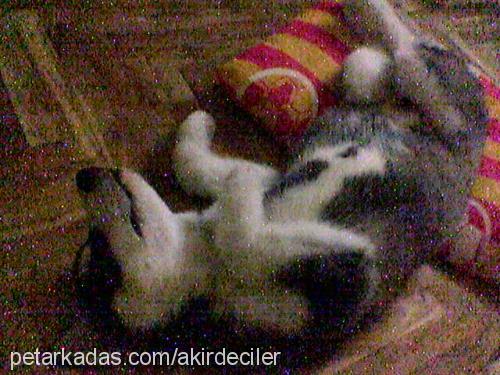 haşmet Erkek Sibirya Kurdu (Husky)