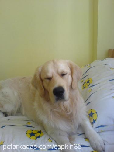 aşil Erkek Golden Retriever