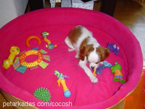 cocosh Dişi Cavalier King Charles Spanieli