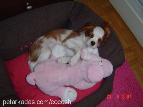 cocosh Dişi Cavalier King Charles Spanieli