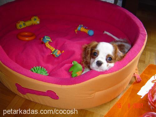 cocosh Dişi Cavalier King Charles Spanieli