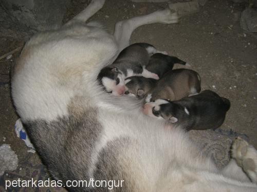 mısır Dişi Sibirya Kurdu (Husky)