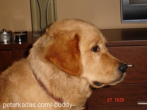 buddy Erkek Golden Retriever