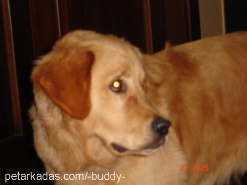 buddy Erkek Golden Retriever