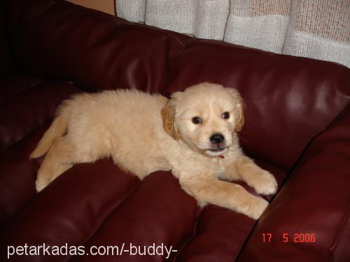 buddy Erkek Golden Retriever