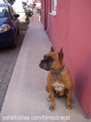 Lucky Dişi Boxer