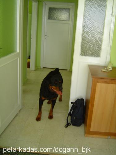 yaman Erkek Rottweiler