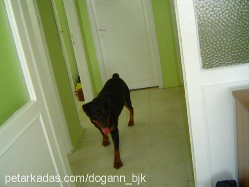 yaman Erkek Rottweiler