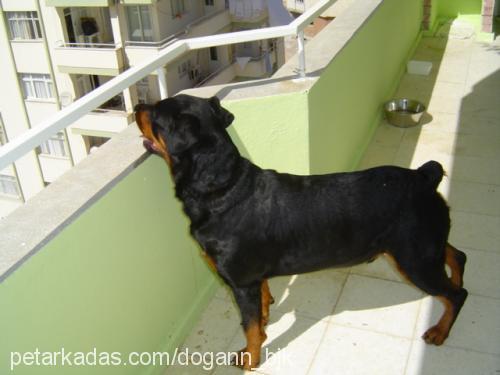 yaman Erkek Rottweiler