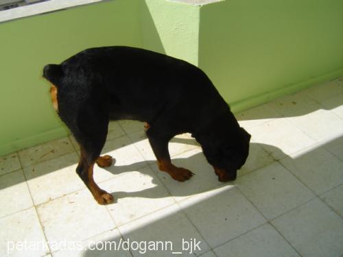 yaman Erkek Rottweiler